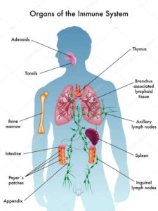 De organen die bij het immuunsysteem betrokken zijn.